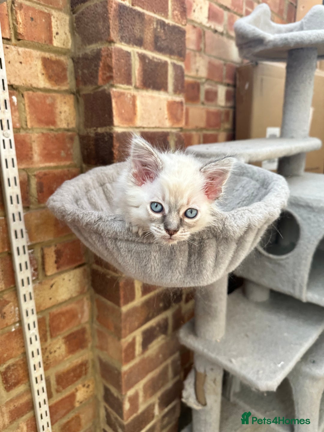Ragdoll cats for sale: Last boy Stunning crazy playful pure Ragdoll - Image 5
