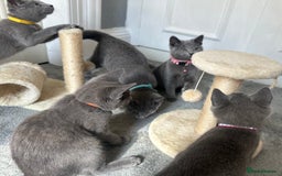 Russian Blue cats for sale: Russian Blue Kitten - Image 35