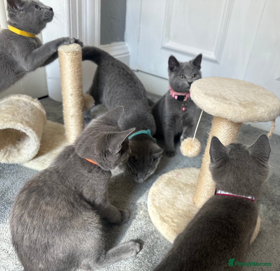 Russian Blue cats for sale: Russian Blue Kitten - Image 35