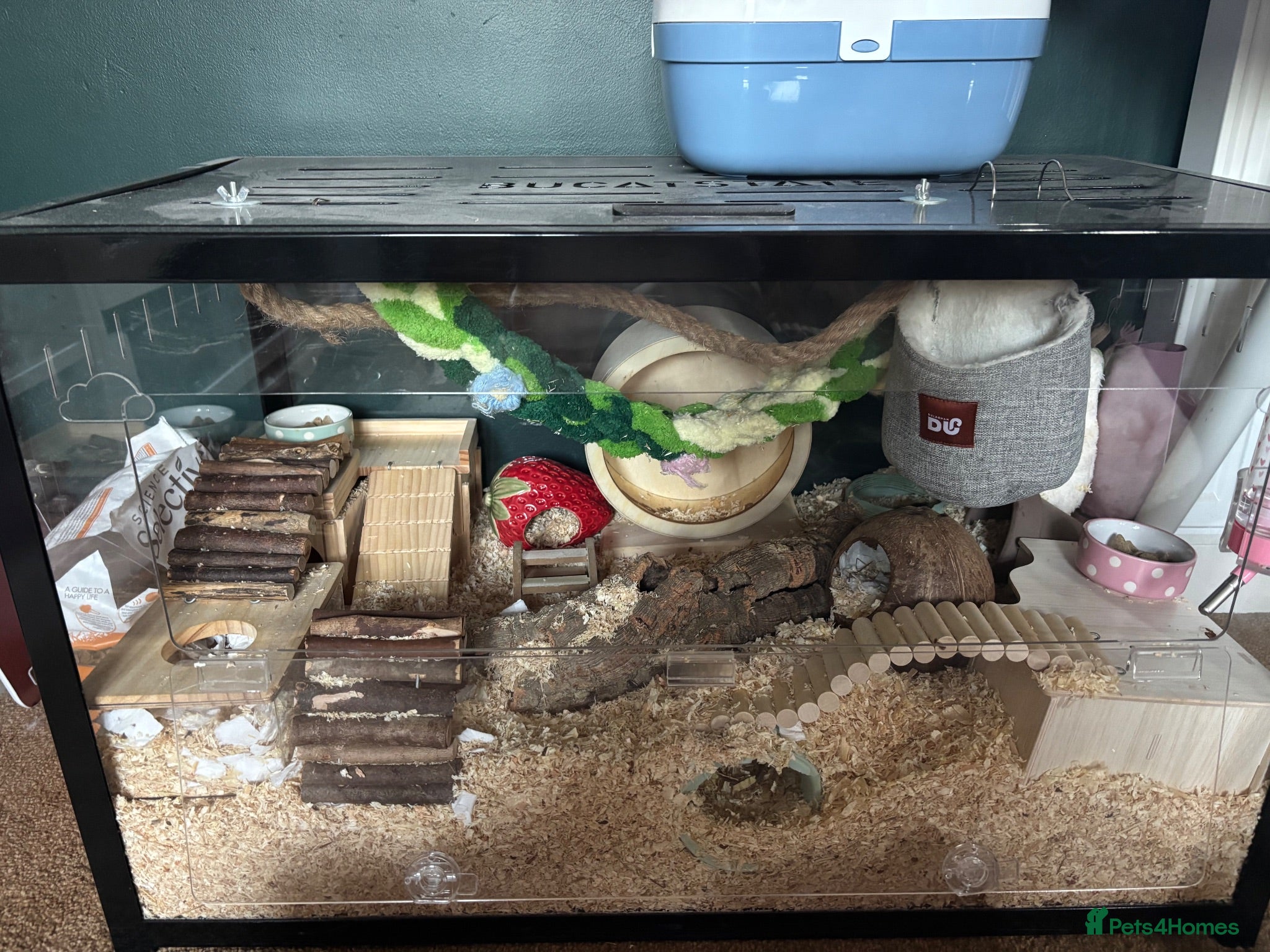 Mouse rodents 4 female mice and full setup - Advert 1