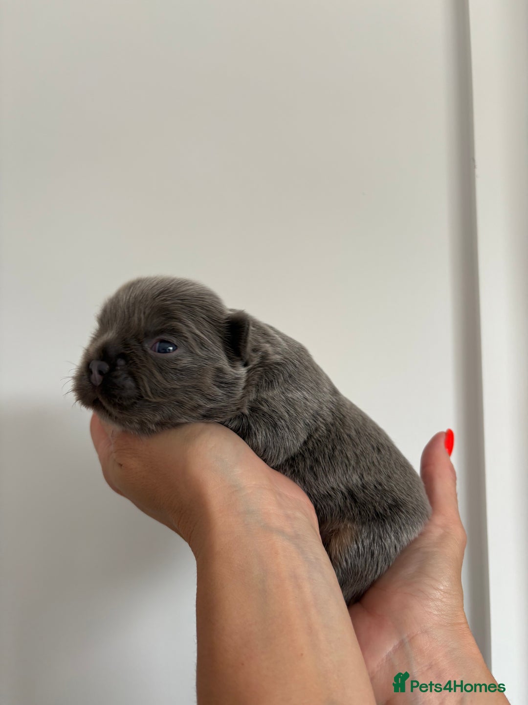 French Bulldog dogs for sale: Fluffy French Bulldog Puppies FOR SALE -  - Image 8