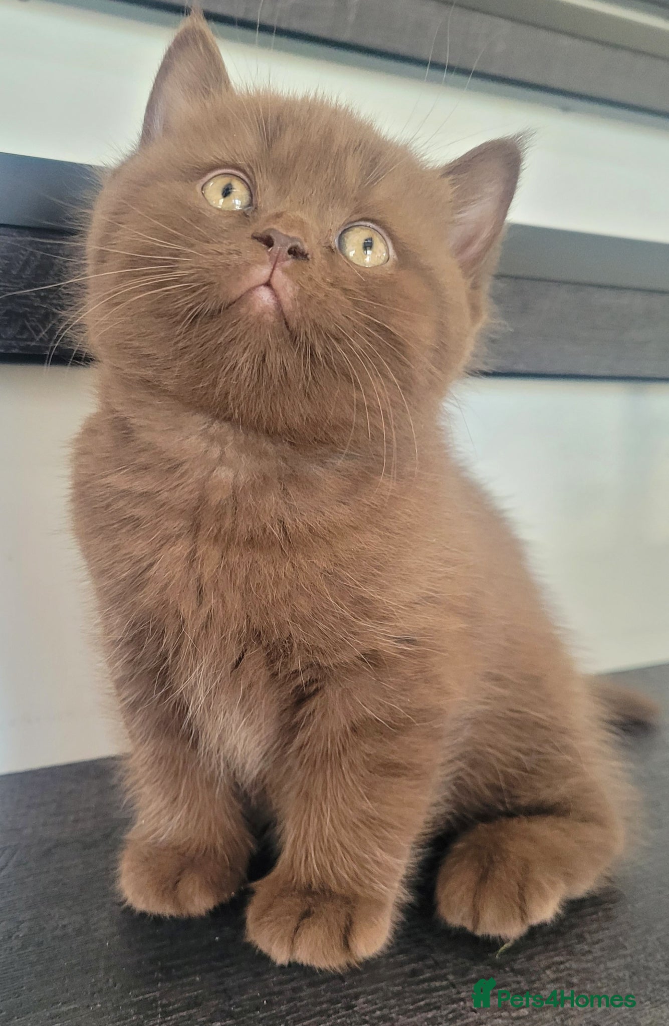 British Shorthair cats Show Quality British Shorthair kittens  - Advert 1