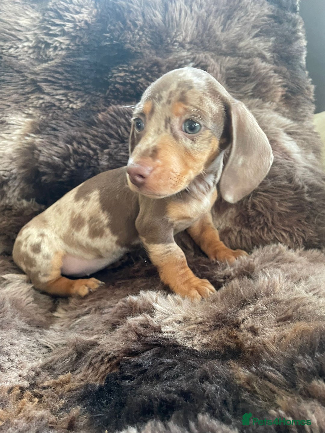 Dachshund dogs for sale: Miniature Dachshunds for sale  - Advert 2