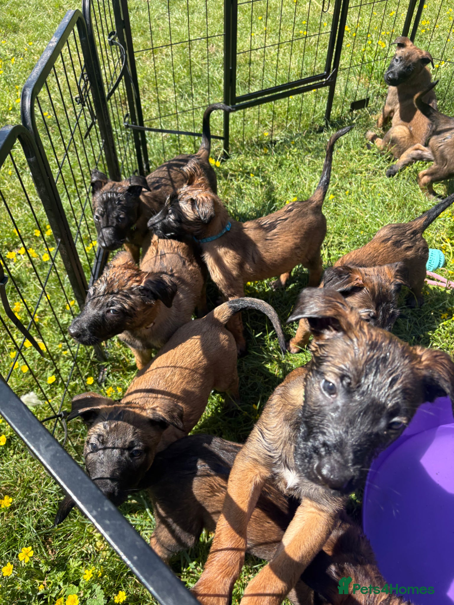 Belgian Shepherd Dog dogs for sale: **READY NOW** Belgian Mallinois Pups - Advert 2