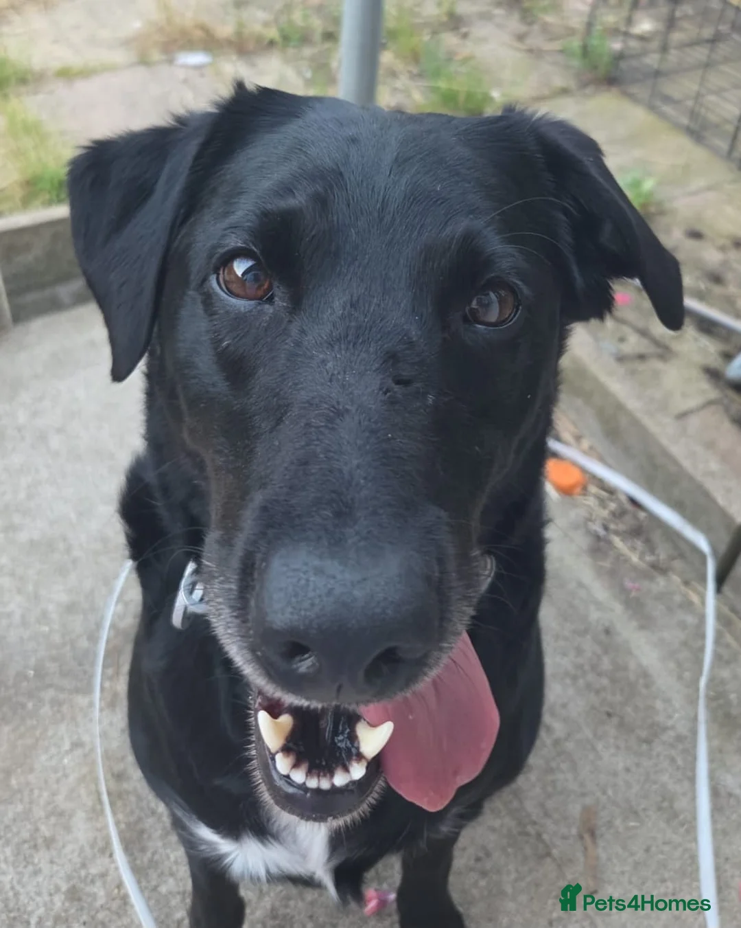 Mixed Breed dogs for adoption: Lab x border collie - Advert 3
