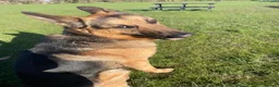 German Shepherd dogs for sale: Benji in Louth - Advert 5