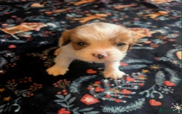 Cavalier King Charles Spaniel dogs for sale: Adorable Puppies Looking for Their Forever Homes! - Image 8