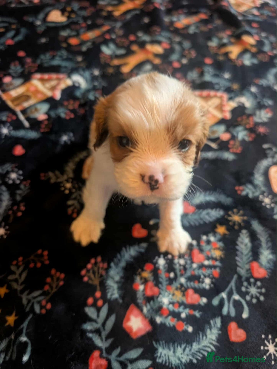 Cavalier King Charles Spaniel dogs for sale: Adorable Puppies Looking for Their Forever Homes! - Image 8