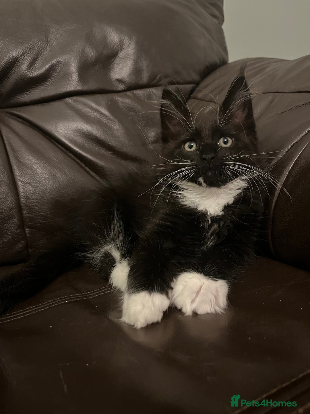 Maine Coon cats for sale:  Pedigree Maine Coon kittens - Advert 38