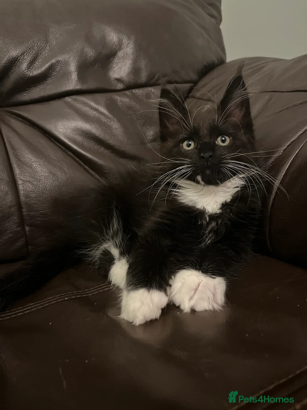Maine Coon cats for sale:  Pedigree Maine Coon kittens - Advert 37