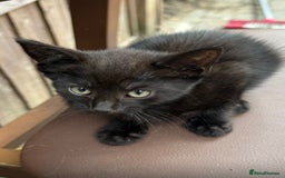 Bombay cats for sale: Male kittens  - Image 2