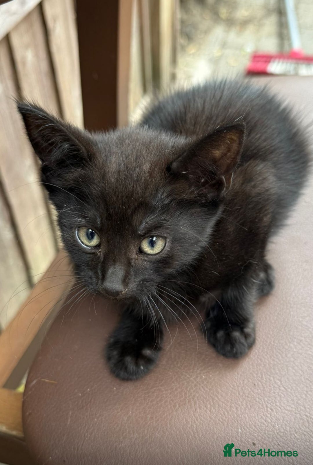 Bombay cats for sale: Male kittens  - Image 2