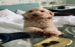 Cockapoo dogs for sale: Loving 5y/o Male Cockapoo - Image 8