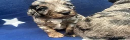 Cockapoo dogs for sale: 5 F1 cockapoo pups  - Advert 10