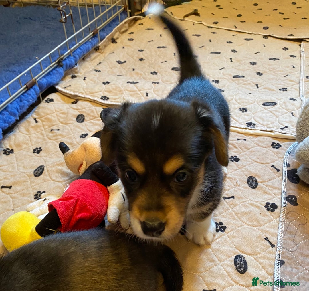 Welsh Corgi Cardigan dogs for sale: Welsh Cardigan Corgis by 5 ⭐️ Licensed Breeder - Advert 26