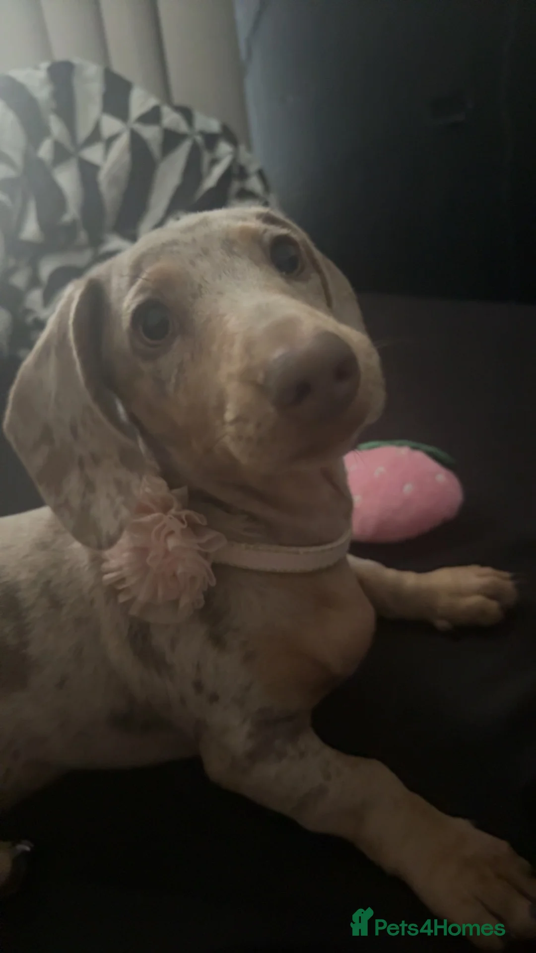 Dachshund dogs for sale: Dachshund for sale  - Advert 1