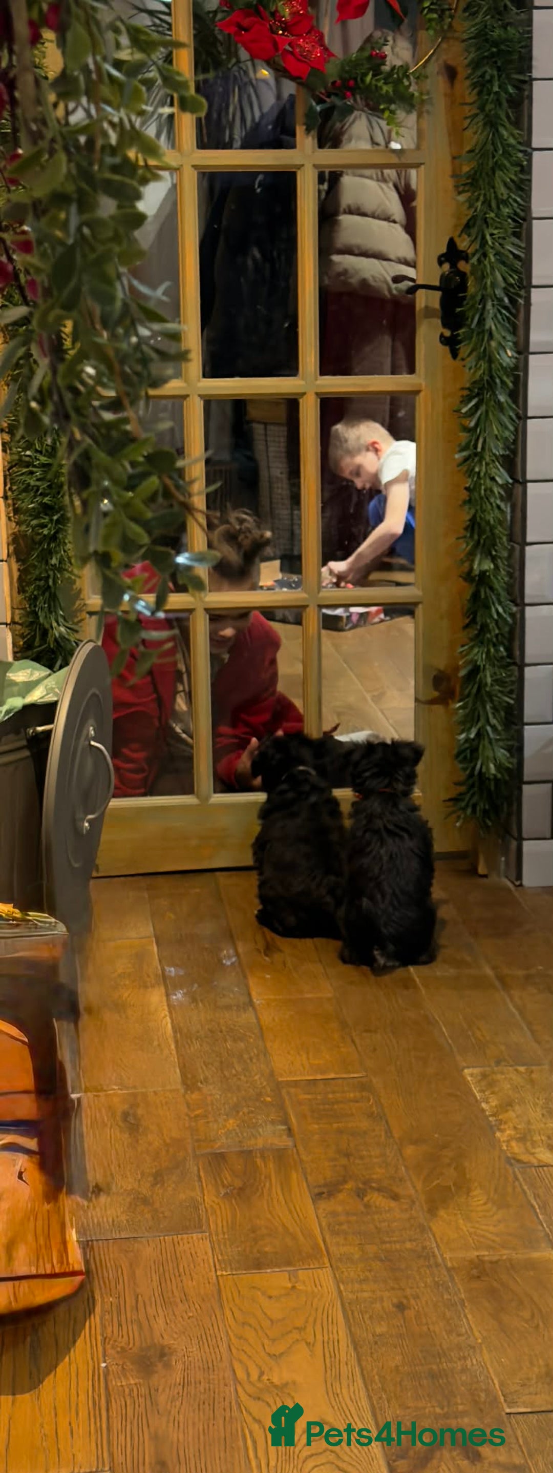 Miniature Schnauzer dogs for sale: Miniature Schnauzer Liver gene litter - Advert 4