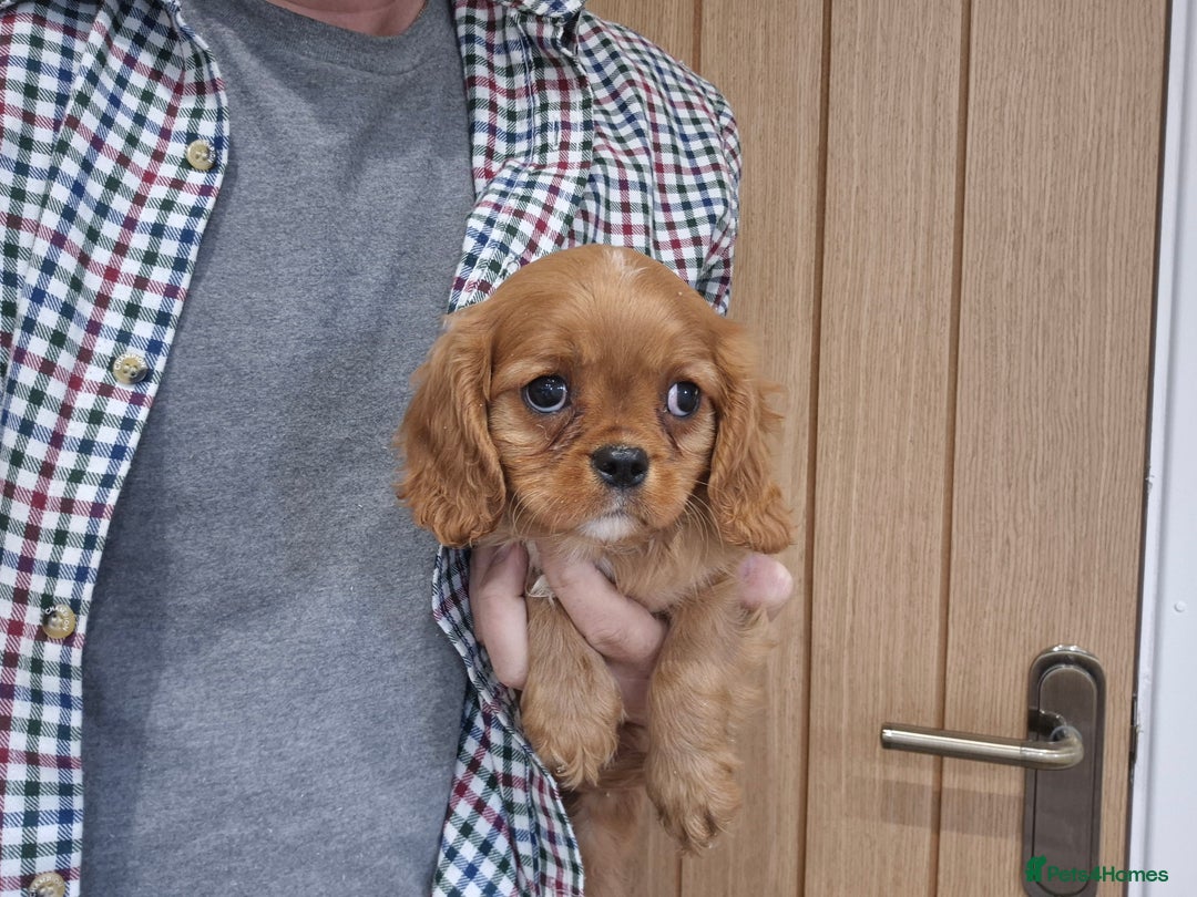 Cavalier King Charles Spaniel dogs for sale: Cavalier King Charles Spaniels - Image 3