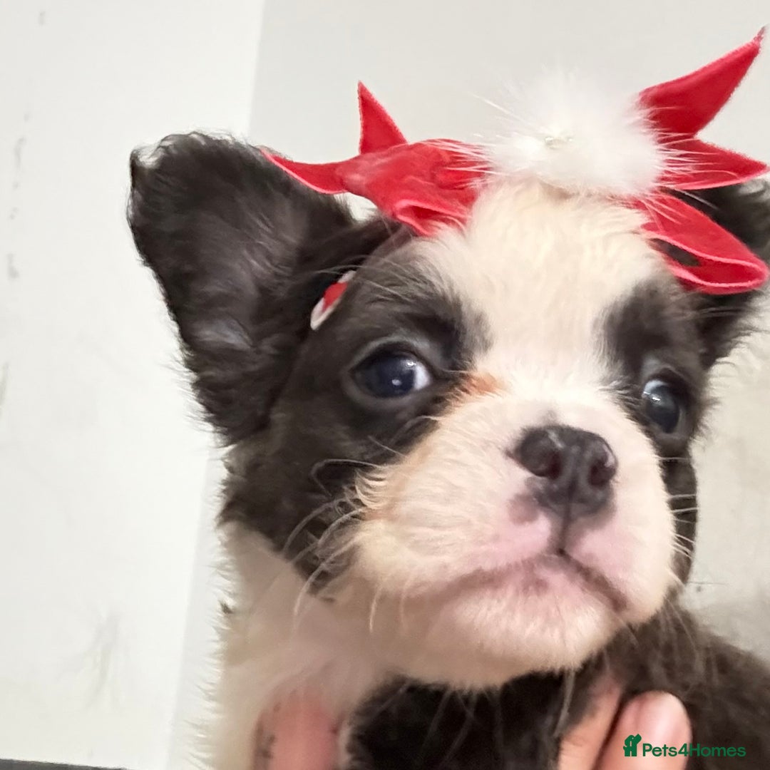 French Bulldog dogs for sale: Fluffy frenchie ready to leave  - Advert 2