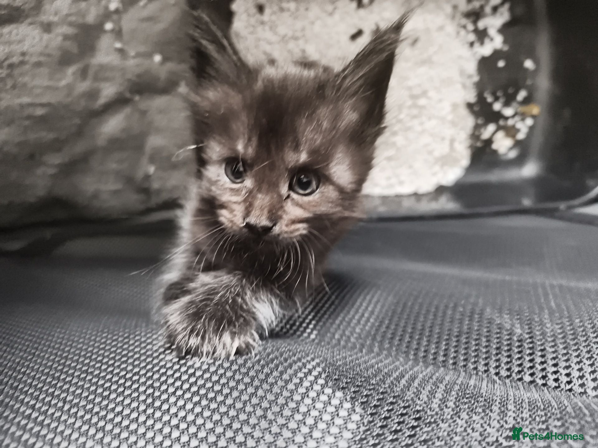 Maine Coon cats For sale 2 mainecoon fluff baby ball kitties - Advert 16