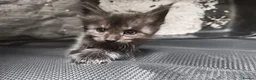 Maine Coon cats for sale: Reserved mainecoon fluff baby ball kitties - Advert 1