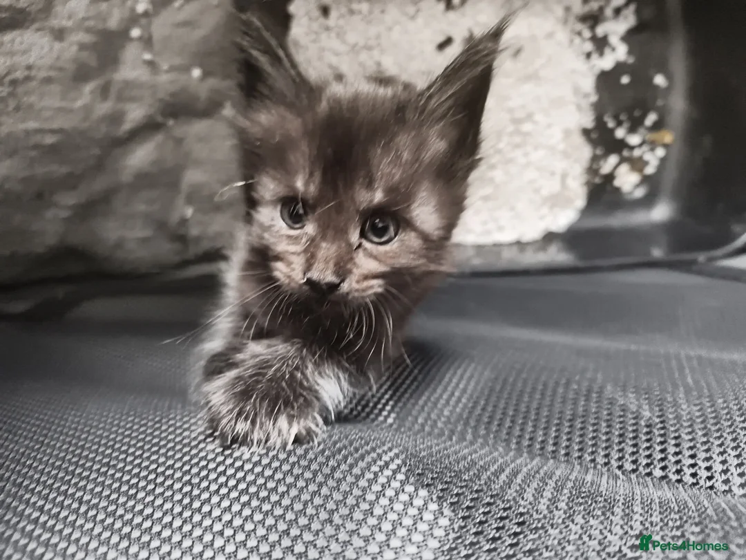 Maine Coon cats for sale: Reserved mainecoon fluff baby ball kitties - Advert 1
