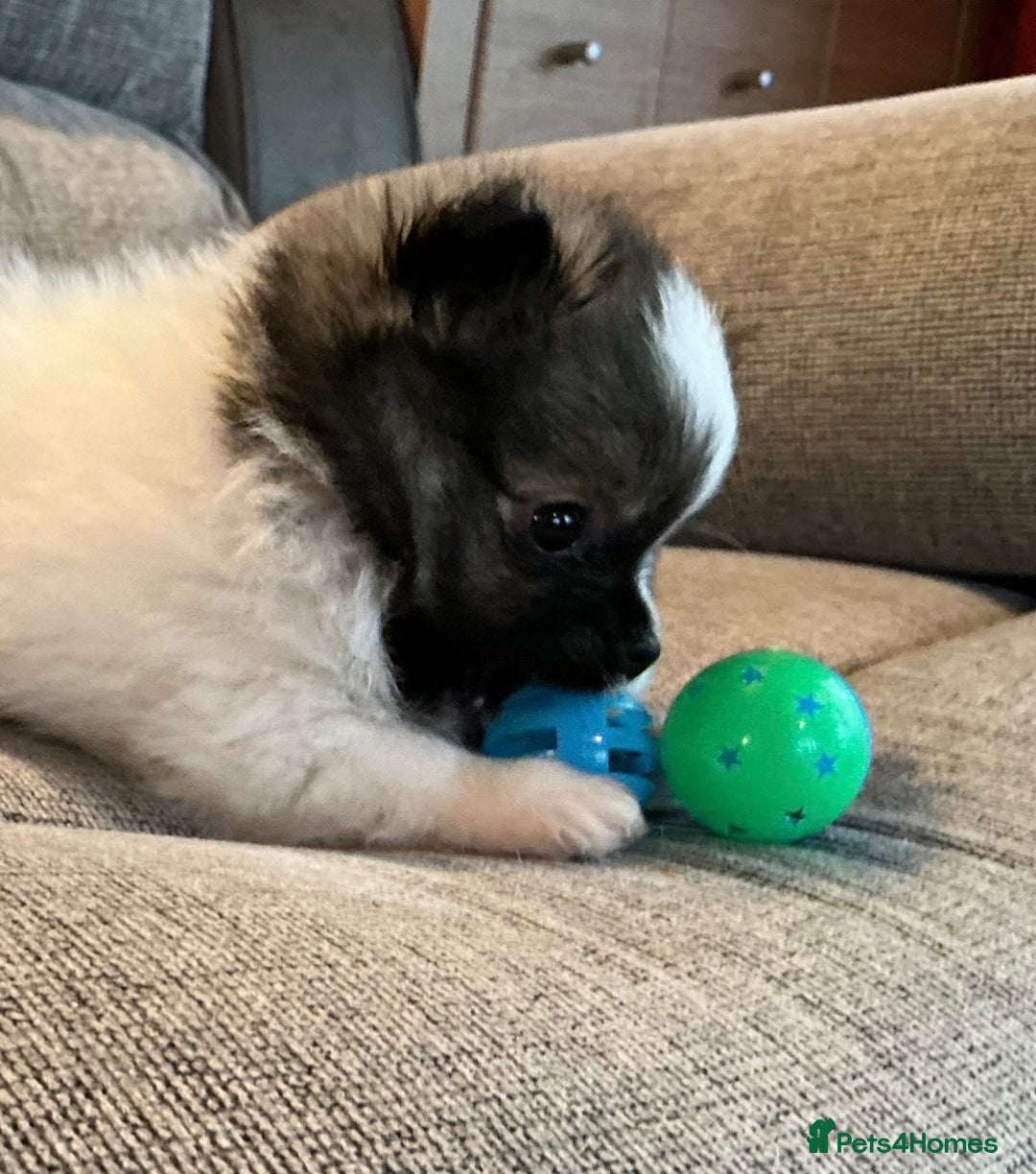 Pomeranian dogs for sale: Tiny toy size parti-Pomeranian 8 weeks ready now - Advert 7