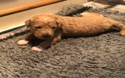 Australian Labradoodle dogs for stud: LANDO Australian labradoodle in Cornwall - Image 8