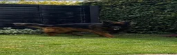 German Shepherd dogs for sale: EXCEPTIONAL KC REG GERMAN SHEPHERD PUPPIES - Advert 17