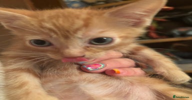 Bengal cats - Advert 8