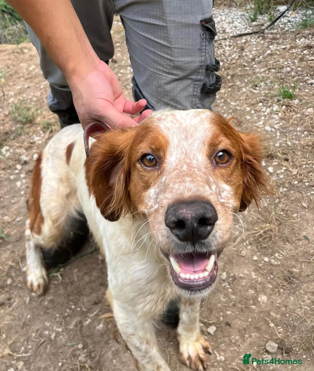 Brittany Spaniel dogs for adoption: Troy - Brittany Spaniel  in Ashford - Advert 1