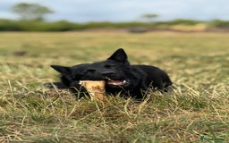 Belgian Shepherd Dog dogs for sale: A real good boy - Image 13