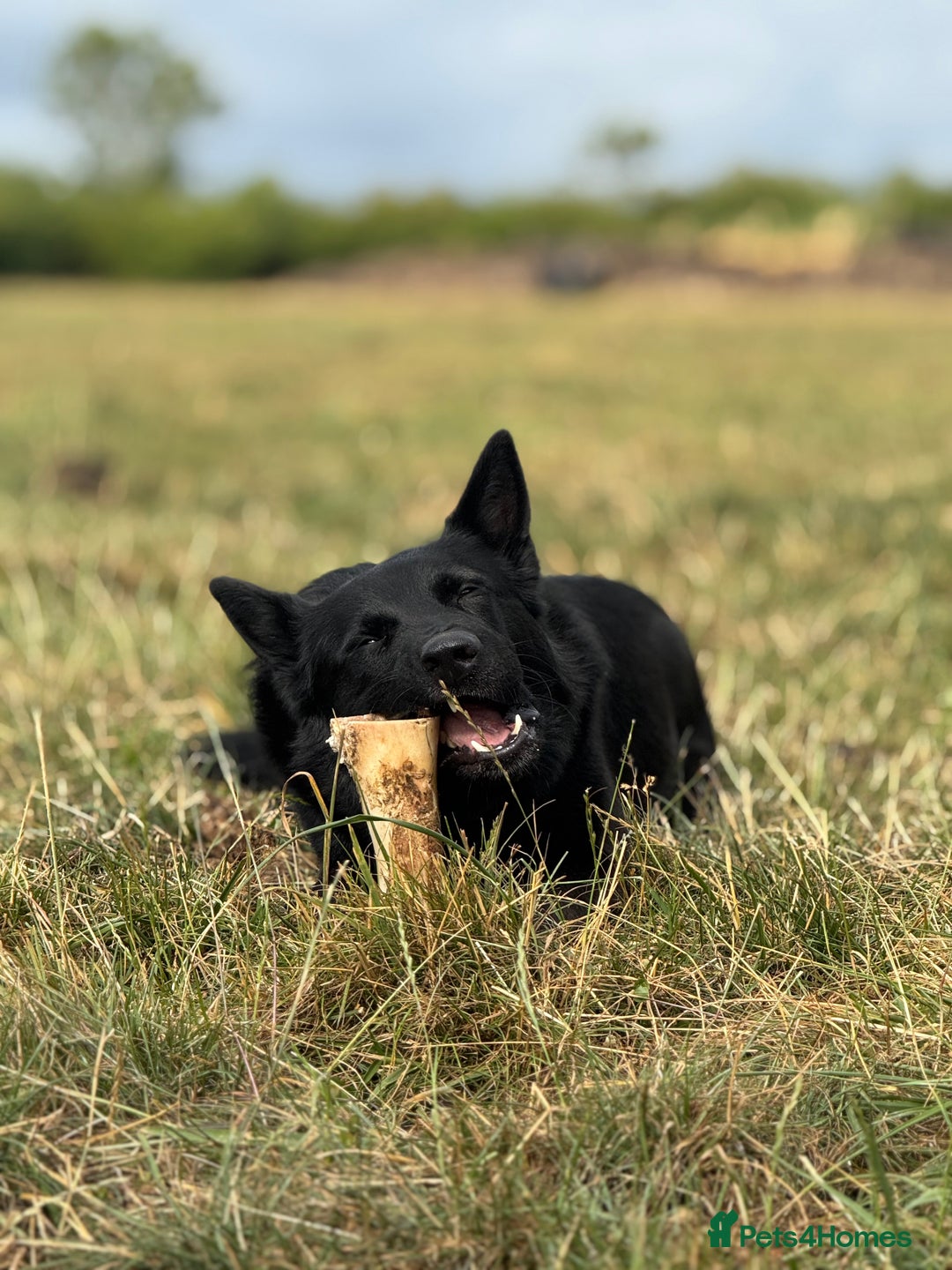 Belgian Shepherd Dog dogs for sale: A real good boy - Image 13