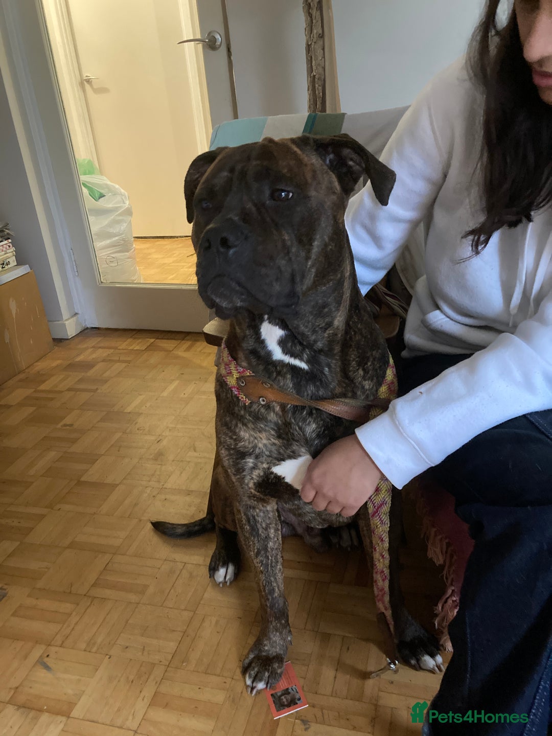 American Bulldog dogs for sale: A loving home needed for an American Bulldog.  - Advert 11