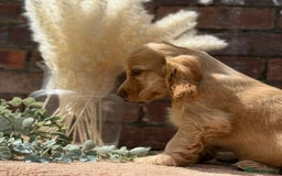 Cocker Spaniel dogs for sale: Show cocker spaniel in Bradford - Image 16
