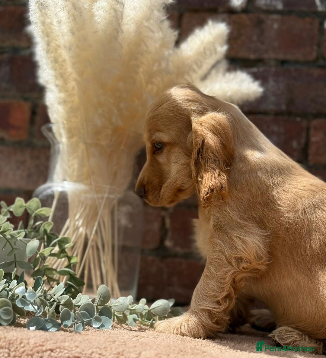 Cocker Spaniel dogs for sale: Show cocker spaniel in Bradford - Image 16