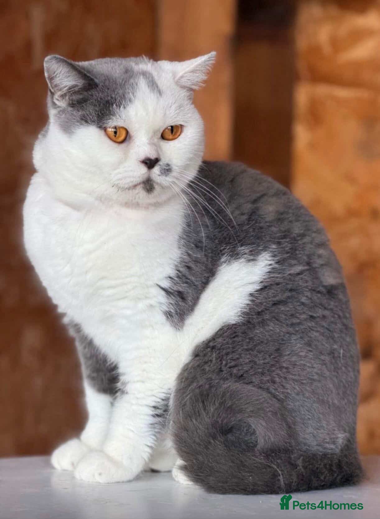 British Shorthair cats READY NOW 💙 Blue British Shorthair Kittens 💙 - Advert 1