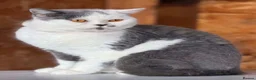 British Shorthair cats for sale: READY NOW 💙 Blue British Shorthair Kittens 💙 - Advert 3
