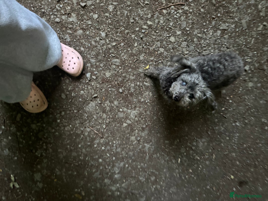 Toy Poodle dogs for sale: I AM NOT SELING I am looking (read description) in Ingatestone - Image 1