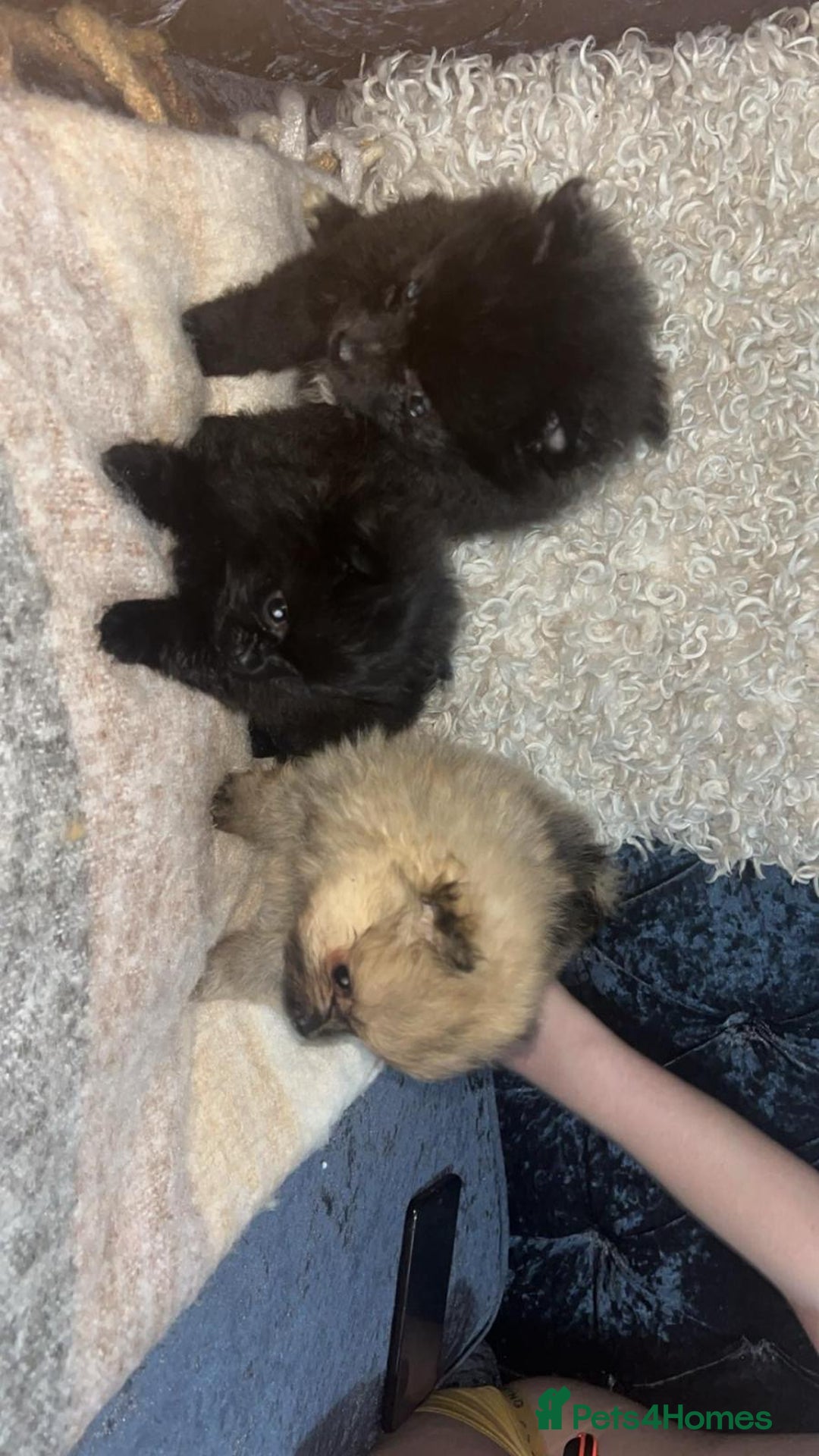 Pomeranian dogs for sale: Toy Pomeranian - Advert 16