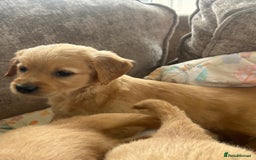 Golden Retriever dogs for sale: Beautiful  kc registered golden retriever puppys - Image 1