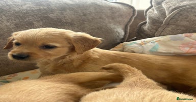 Golden Retriever dogs - Advert 7