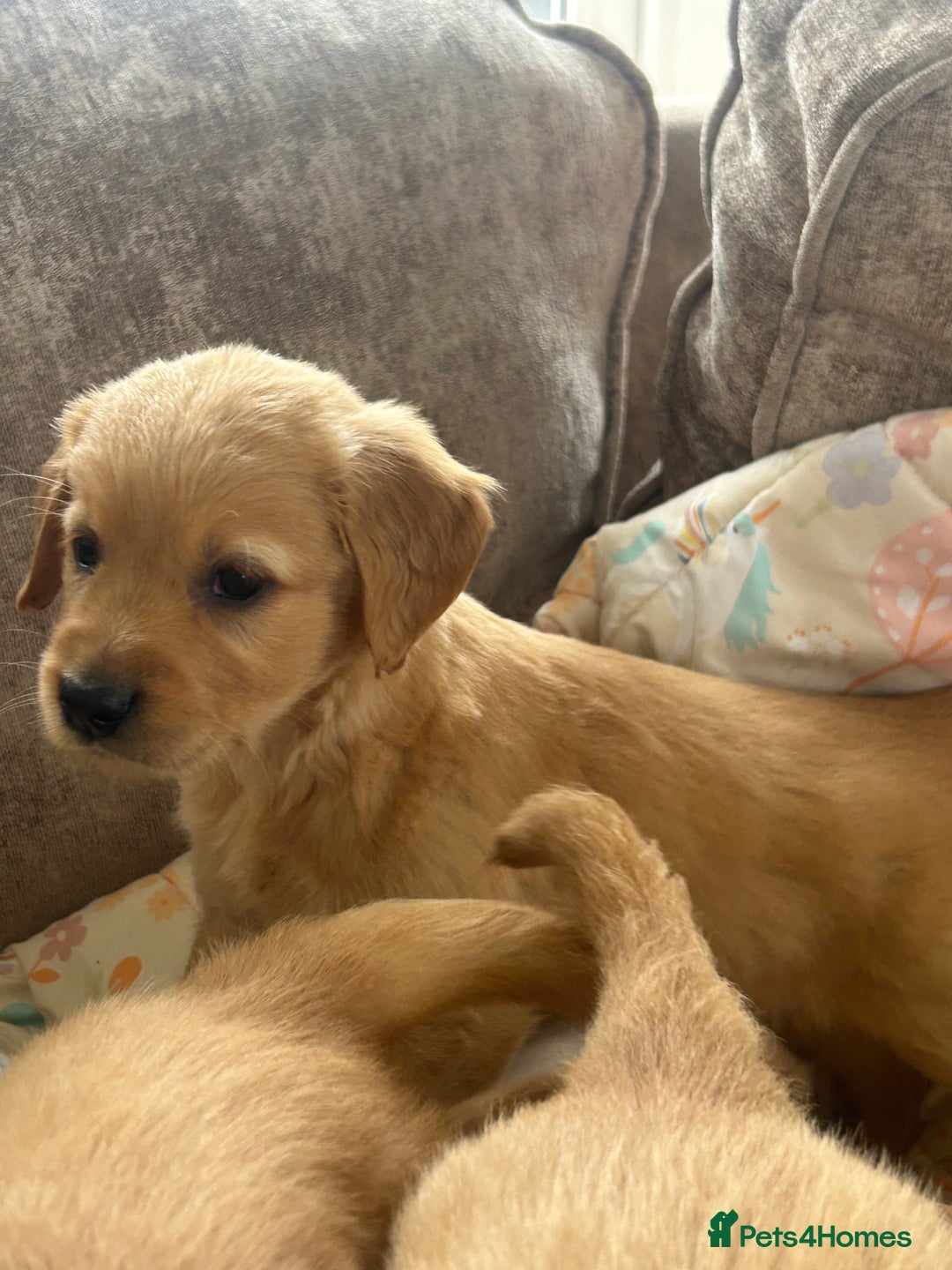 Golden Retriever dogs for sale: Beautiful  kc registered golden retriever puppys - Image 1