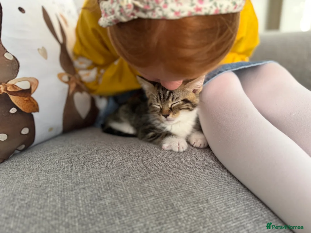 British Shorthair cats for sale: Beautiful cuddly kitten for adoption  - Advert 14
