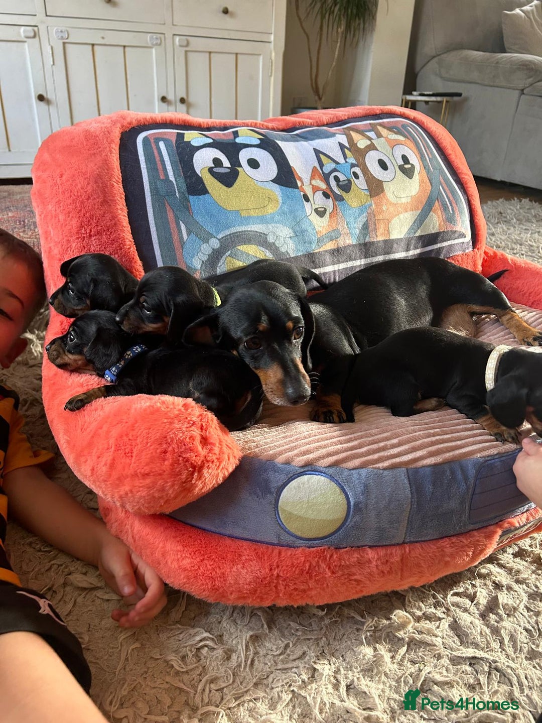 Miniature Dachshund dogs for sale: Beautiful Very Miniature Dachshunds - Advert 16