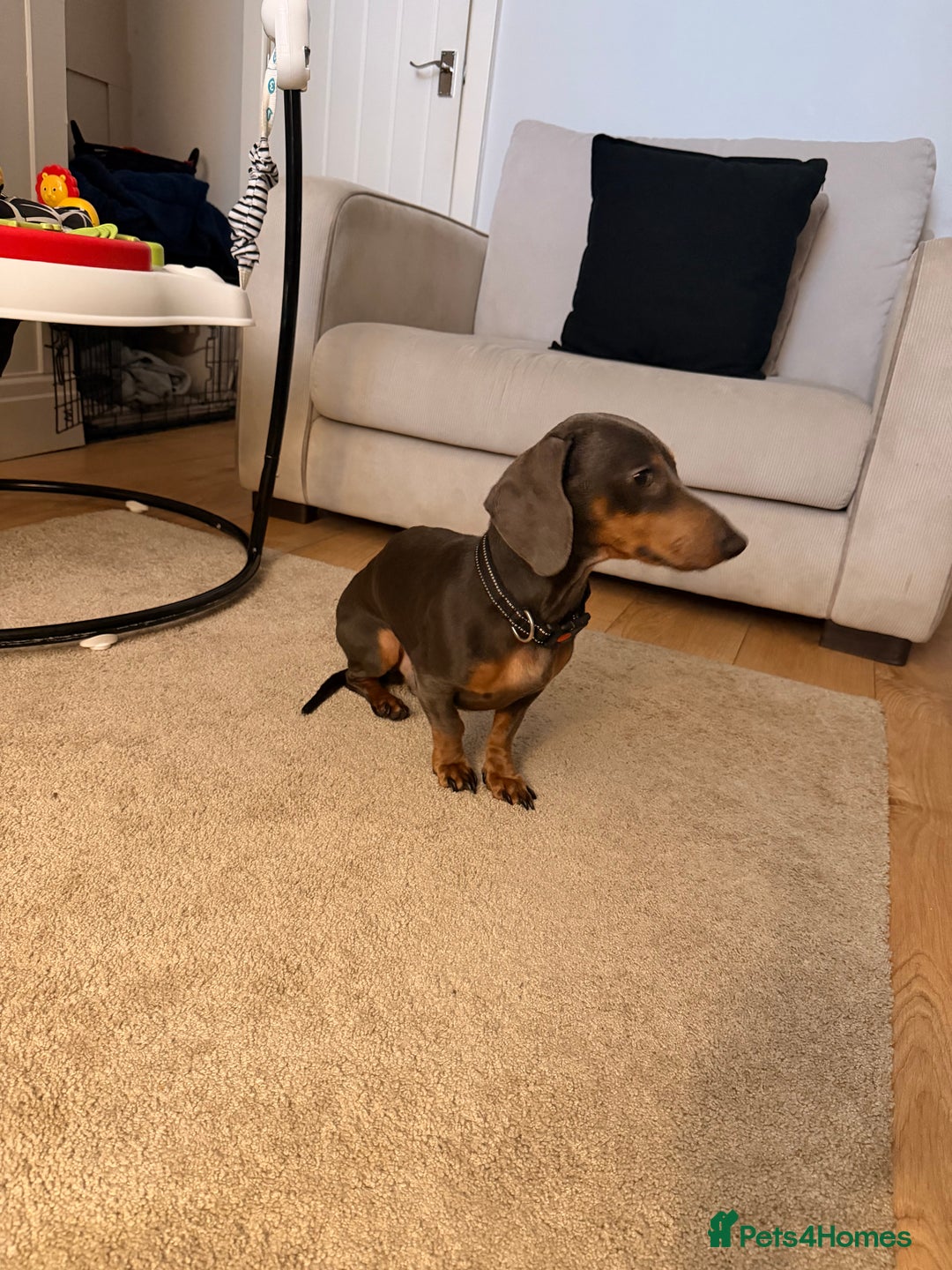 Miniature Dachshund dogs for sale: 2.5 years old miniature dachshund. Blue  - Advert 4