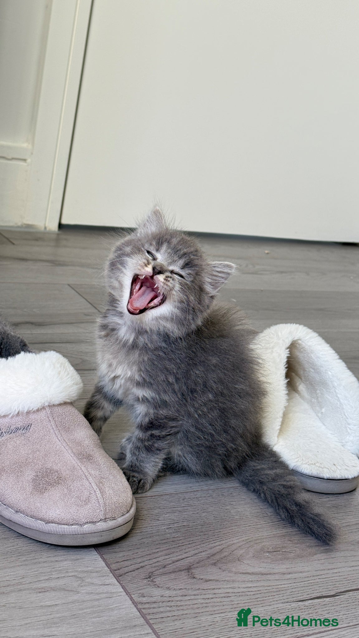 Ragdoll cats Pure healthy 6 Ragdolls kittens - Advert 5