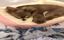 Chihuahua dogs for sale: Chocolate tan tiny girl  - Image 5