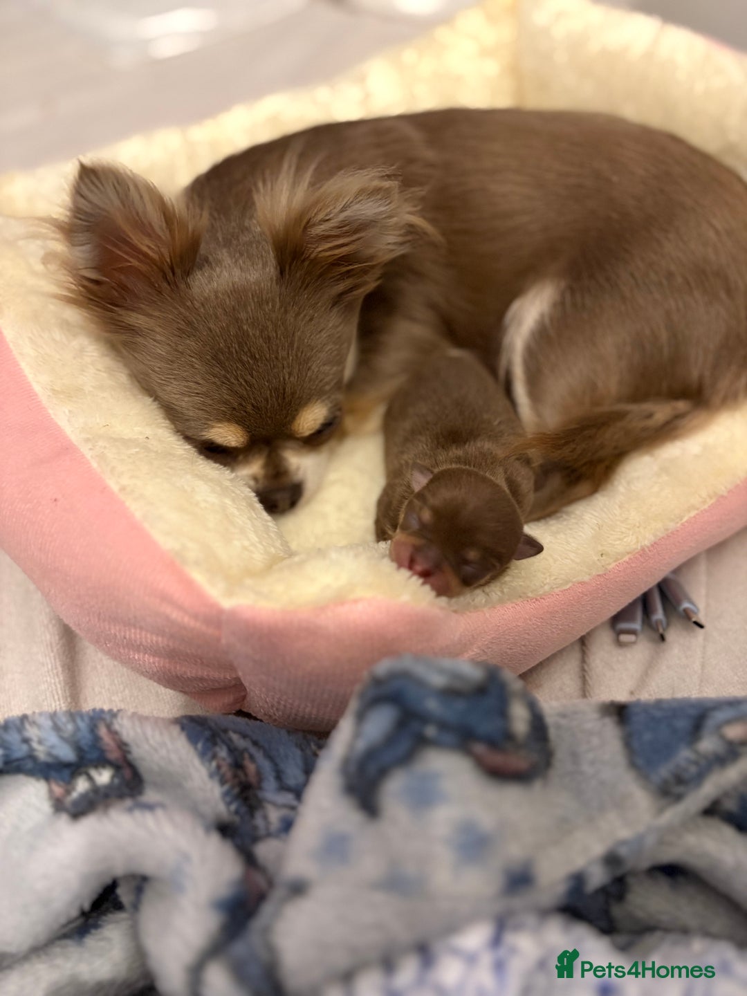 Chihuahua dogs for sale: Chocolate tan tiny girl  - Image 5