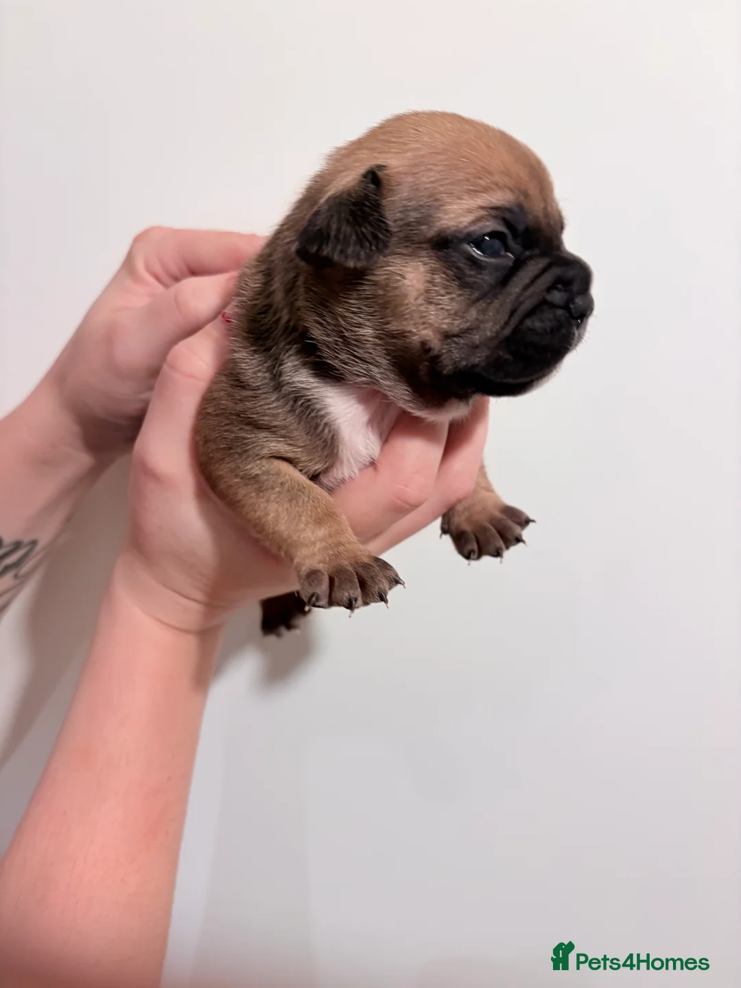 Mixed Breed dogs for sale: 7 gorgeous rare French American Bulldogs - Advert 9